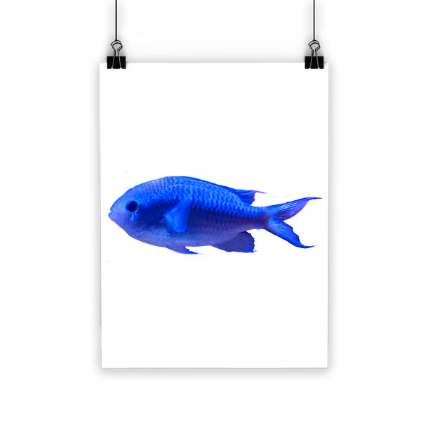 Highland Dunes Bluefish Classic On Paper Print Wayfair